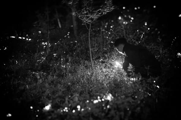 firefly